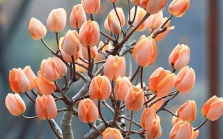 以郁金香盆栽的养殖技巧（培养出美丽绚丽的郁金香花园）