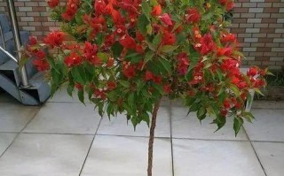 红花-一种神奇的植物（红花的品种、特征与功效）