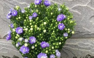 风铃花的花期及特点（春季观花的好去处，风铃花绝美花期与花语）
