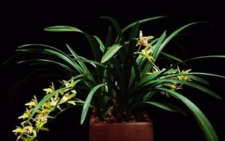 为什么兰花不开花？（探究兰花不开花的原因和解决方法）