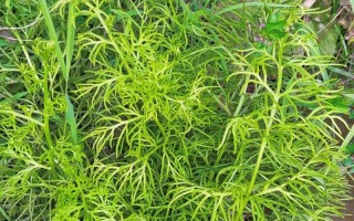 如何正确养护蕨类花卉（掌握关键要点，让你的蕨类花卉健康茁壮）