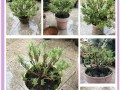 玛格丽特大修剪指南（打造美丽庭院的秘诀与技巧）
