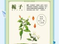 栀子花虫害防治方法及技巧（栀子花虫害的症状及防治要点）