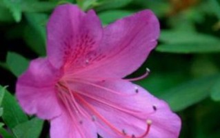 杜鹃花的光照要求（阳光和阴影对杜鹃花的影响）