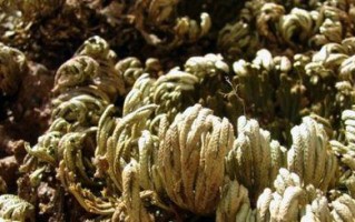 探秘卷柏，一种耐寒常绿灌木（了解卷柏的生态习性及园林应用）