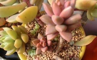 掌握多肉黄丽养肥的秘诀（打造肥美多肉黄丽的养殖技巧与经验分享）