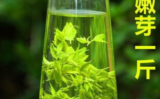 了解苦丁茶——一种盛行于云南的饮品（探寻苦丁茶的生长环境、历史文化和健康功效）