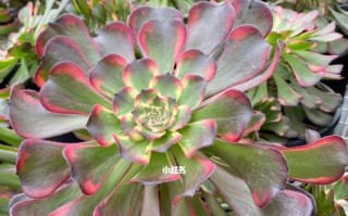 如何正确养护黑金刚花（从选购到养护，一篇详细的全方位指南）