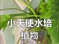 春羽水培养殖方法详解（快速掌握春羽水培的技巧与要点，打造绿意盎然的水培花园）