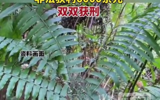 马蹄蕨——一种珍贵的保护植物（保护自然，从小事做起）