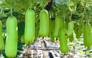如何正确地种植节瓜？（时间、方法、注意事项，一文解决！）