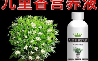 九里香不开花的原因（探寻九里香开花的奥秘）