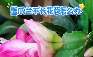 蟹爪兰不旺盛的原因与解决方法（打造蟹爪兰的繁茂生长，关键在于......）