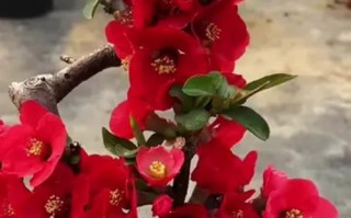 四季海棠怎么养不活（常见错误和关键要素，提高四季海棠存活率）
