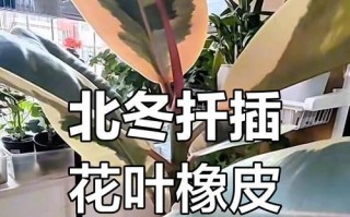 以橡皮树叶子怎么扦插（简单易行的橡皮树繁殖方法）