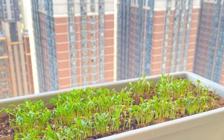 如何种植香菜种子（从选购种子到日常养护，这些技巧你必须知道！）