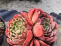 多肉植物叶子脱落原因及解决方法（遇到多肉植物叶子掉落时，你需要做的是...）