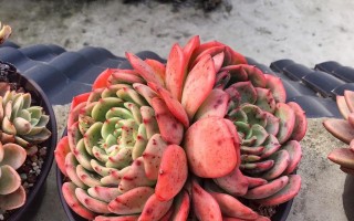 多肉植物叶子脱落原因及解决方法（遇到多肉植物叶子掉落时，你需要做的是...）