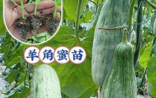 河南羊角蜜种植指南（秋季是最佳种植季节，需要注意的细节与管理技巧）