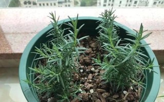 迷迭香插枝繁殖技巧详解（如何让迷迭香插枝顺利生根成苗）