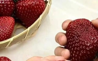 草莓——被子植物的代表