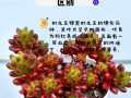 虹之玉的种植技巧——打造多肉植物的瑰丽之作（如何种植虹之玉，让你的多肉植物焕发绚丽光彩）
