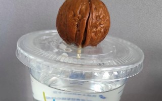如何快速发芽核桃（掌握方法，让核桃瞬间发芽）