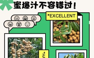 龙眼果成熟的季节（探秘龙眼果的成熟过程与时机）