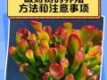 如何处理以招材树长虫子问题（害虫侵袭无处遁形，杜绝以招材树长虫子的威胁）