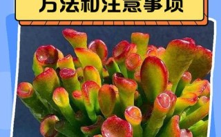 如何处理以招材树长虫子问题（害虫侵袭无处遁形，杜绝以招材树长虫子的威胁）