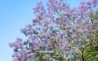 探秘蓝花楹果实的功效与用途