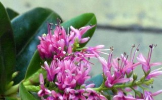 盆景花的养殖技术指南（打造居家花园从养盆景花开始）