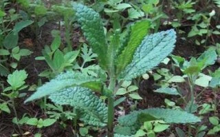 地环——一种具有别样美丽的植物（探秘地环的形态特征、生长习性及应用价值）