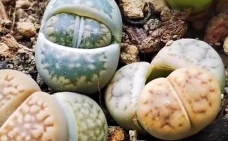 以石生花怎么养殖——打造居家花园的独特之选（掌握养殖技巧，让石生花焕发鲜活生命力）