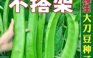 刀豆种子的食用方法（从豆子的采摘到食用，全方位了解刀豆种子怎么吃）