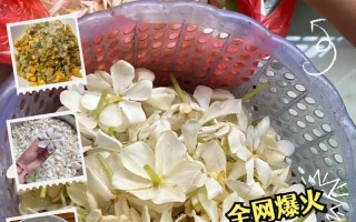 栀子花清理指南（打造美丽花园的秘诀）