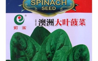 菠菜耐寒温度是多少？（探究菠菜的耐寒温度及其影响因素。）