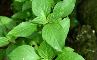 家里为什么不能种薄荷？（了解家庭种植的禁忌和注意事项，保障健康与安全）