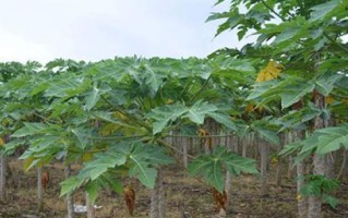 木瓜病虫害防治技术与方法措施（全面掌握木瓜病虫害的防治方法，提高木瓜产量和质量）