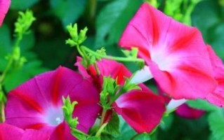 牵牛花的种植与栽培（从栽种时间到土壤管理，教你轻松打造绚丽牵牛花）
