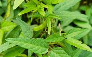 探秘我国国家二级保护植物（关注植物保护，呵护生态环境）