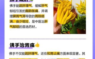 冬天如何养护金佛手，让其健康茁壮成长（金佛手冬季养护的注意事项与技巧）