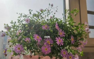 姬小菊能在冬天开花吗？——解密姬小菊的花期