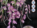 室内种植石斛花的养护技巧（打造舒适的家居花园，养护石斛花的秘诀）