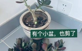 燕子掌修剪技巧（让你的燕子掌更加健康和美观）
