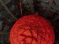 刺叶露子花养护指南（打造独特的室内花园，以刺叶露子花为主角）