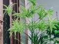 如何让金边吊兰茁壮成长？（掌握浇水技巧，让金边吊兰生机盎然）