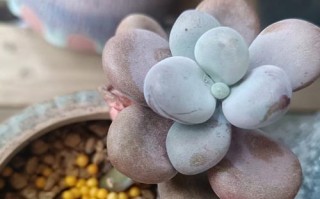 可以用桔子皮水来浇多肉吗？（探究桔子皮水对多肉生长的影响）