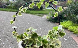 花曼常春藤盆栽的养护指南（打造美丽常春藤盆栽的秘诀）
