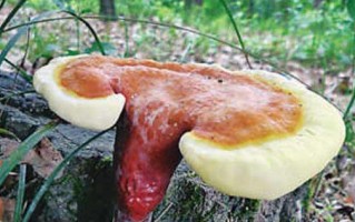哪里产的灵芝最好？（全球灵芝产区排名及分析）
